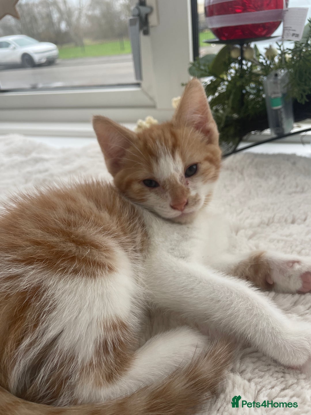 Mixed Breed cats for sale: Kittens Looking for a forever family  - Advert 7