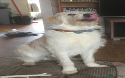 Labradoodle dogs for sale: Labradoodle puppies for sale £600-£750 - Image 12