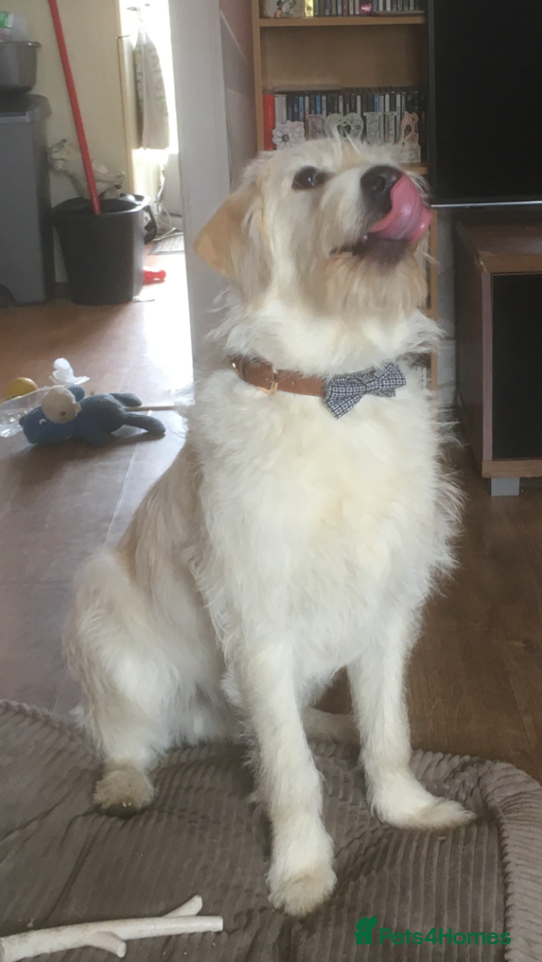 Labradoodle dogs for sale: Labradoodle puppies for sale £600-£750 - Image 12