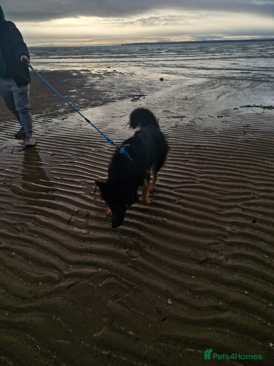 German Shepherd dogs for sale: Female Long Hair German Shepherd - Advert 2