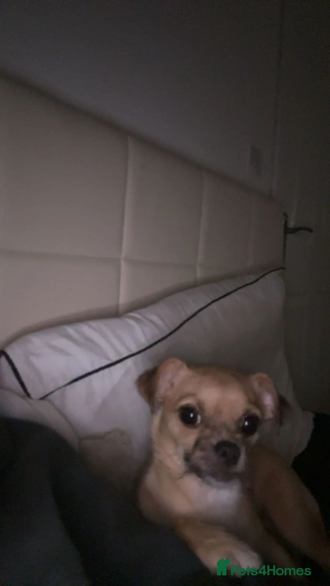 Mixed Breed dogs for sale: lovely dog - Advert 7