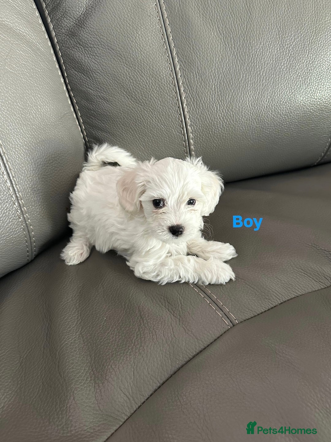 Mixed Breed dogs for sale: Mixed puppies for sale - Image 2