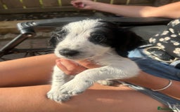 Cocker Spaniel dogs for sale: 1 beautiful cocker spaniel bony left  - Image 1