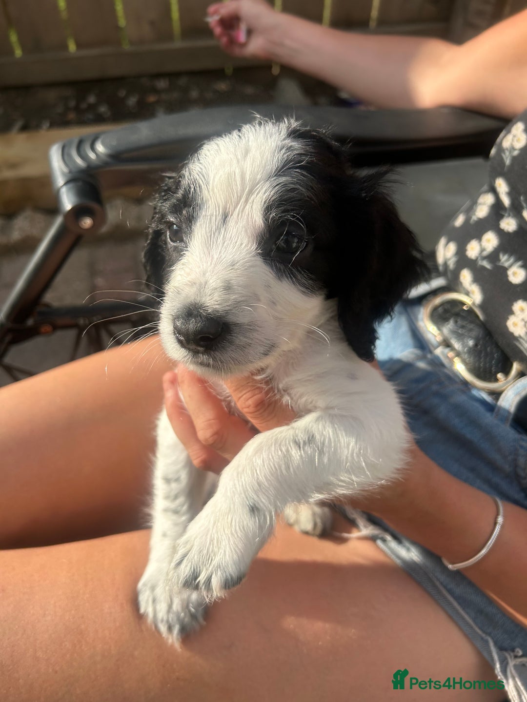 Cocker Spaniel dogs for sale: 1 beautiful cocker spaniel bony left  - Image 1