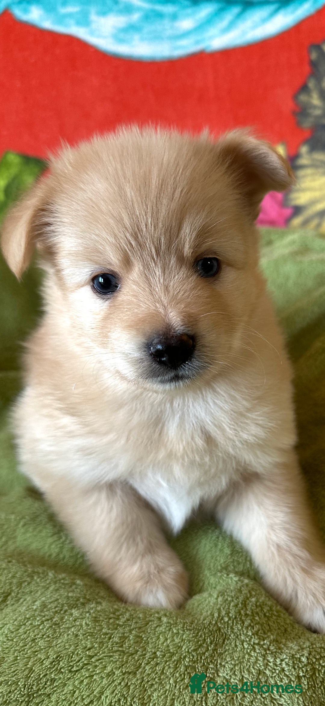 Pomsky dogs for sale: Amazing pomsky puppies - Advert 8