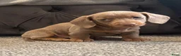 Miniature Dachshund dogs for sale: Miniature dachshund puppies - Advert 6