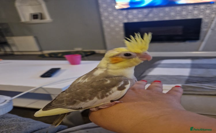 Cockatiels birds - Advert 11