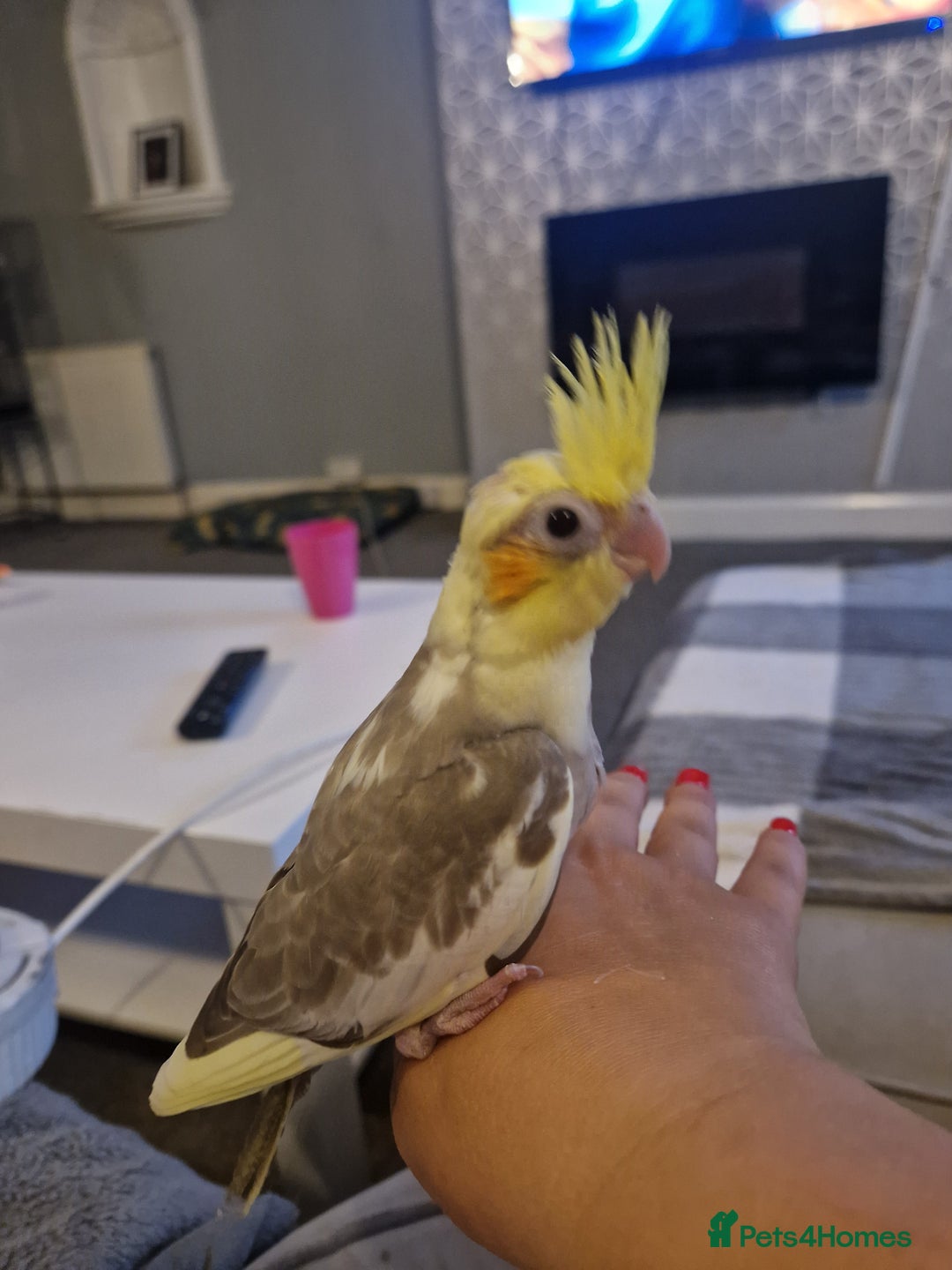Cockatiels birds for sale: Hand reared cockateil - Image 1