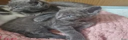 British Shorthair cats for sale: Adorable British shorthair cross kittens for sale in Chatham - Advert 19