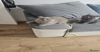 British Longhair cats in Watford - Advert 16