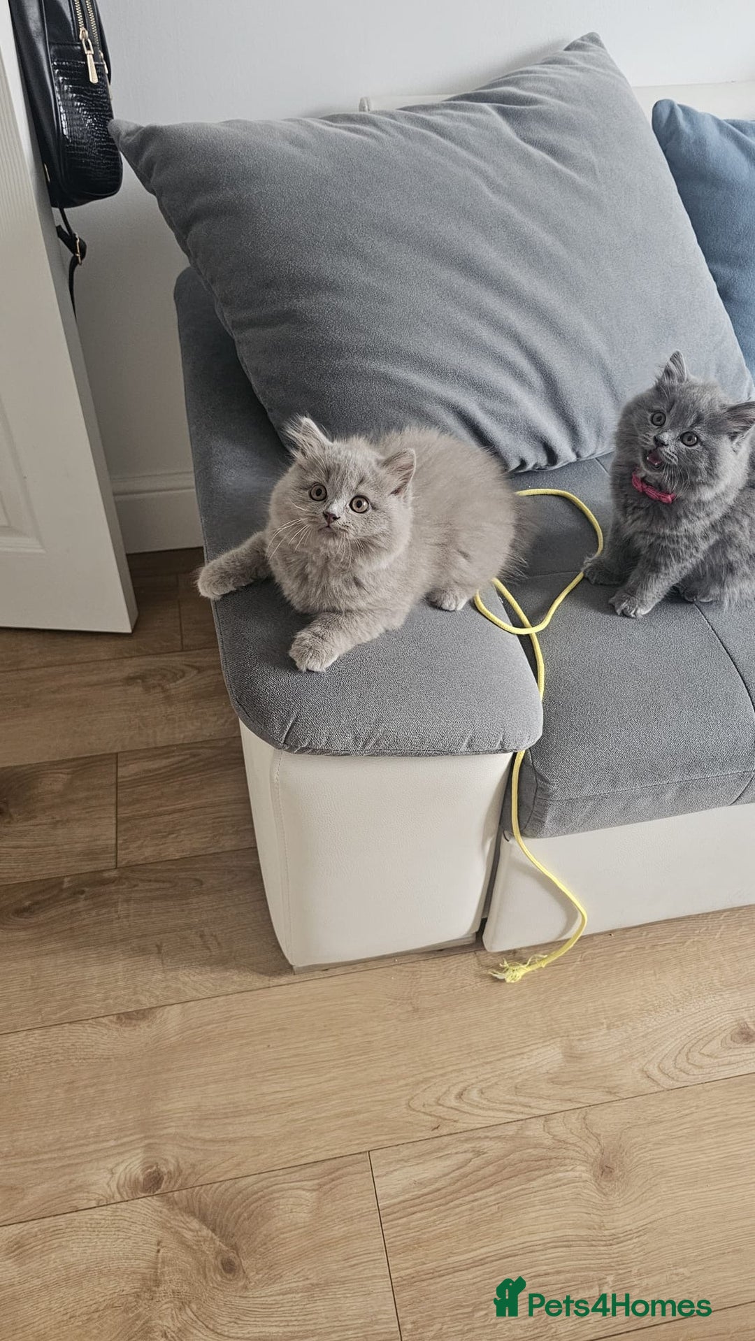 British Longhair cats for sale: British longhair last boy last girl in Watford - Image 3