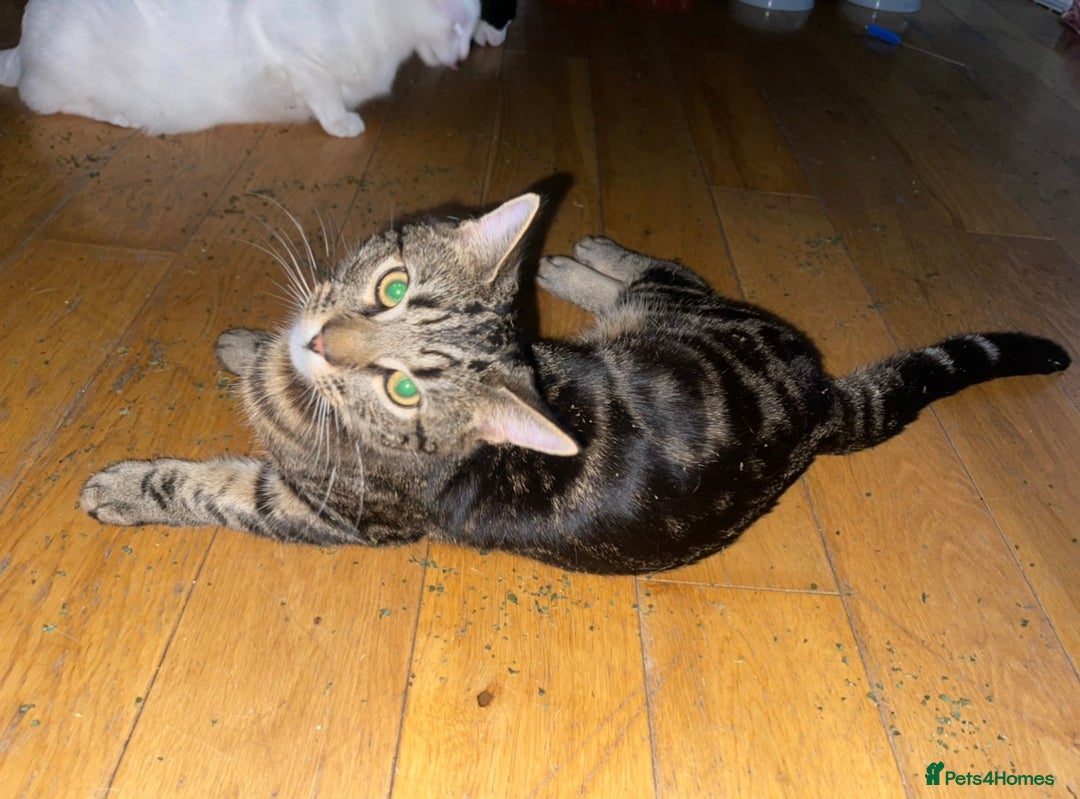 Domestic Shorthair cats for sale: 3 Different Age Cats For Sale - Image 4
