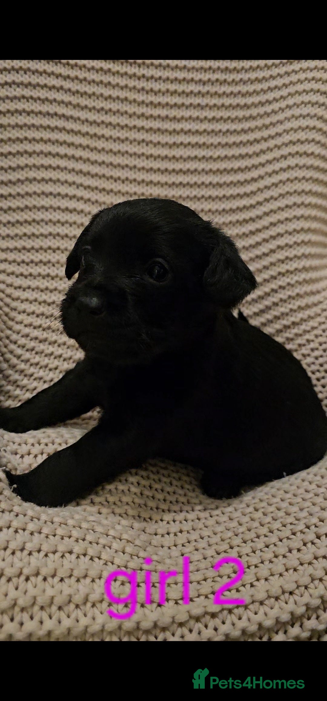 Mixed Breed dogs for sale: Froodle puppies  - Advert 23