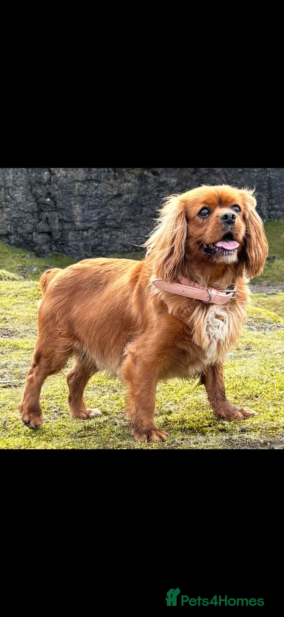 Cavapoo dogs Cavapoo - Advert 1