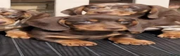 Miniature Dachshund dogs for sale: Miniature dachshunds - Advert 1
