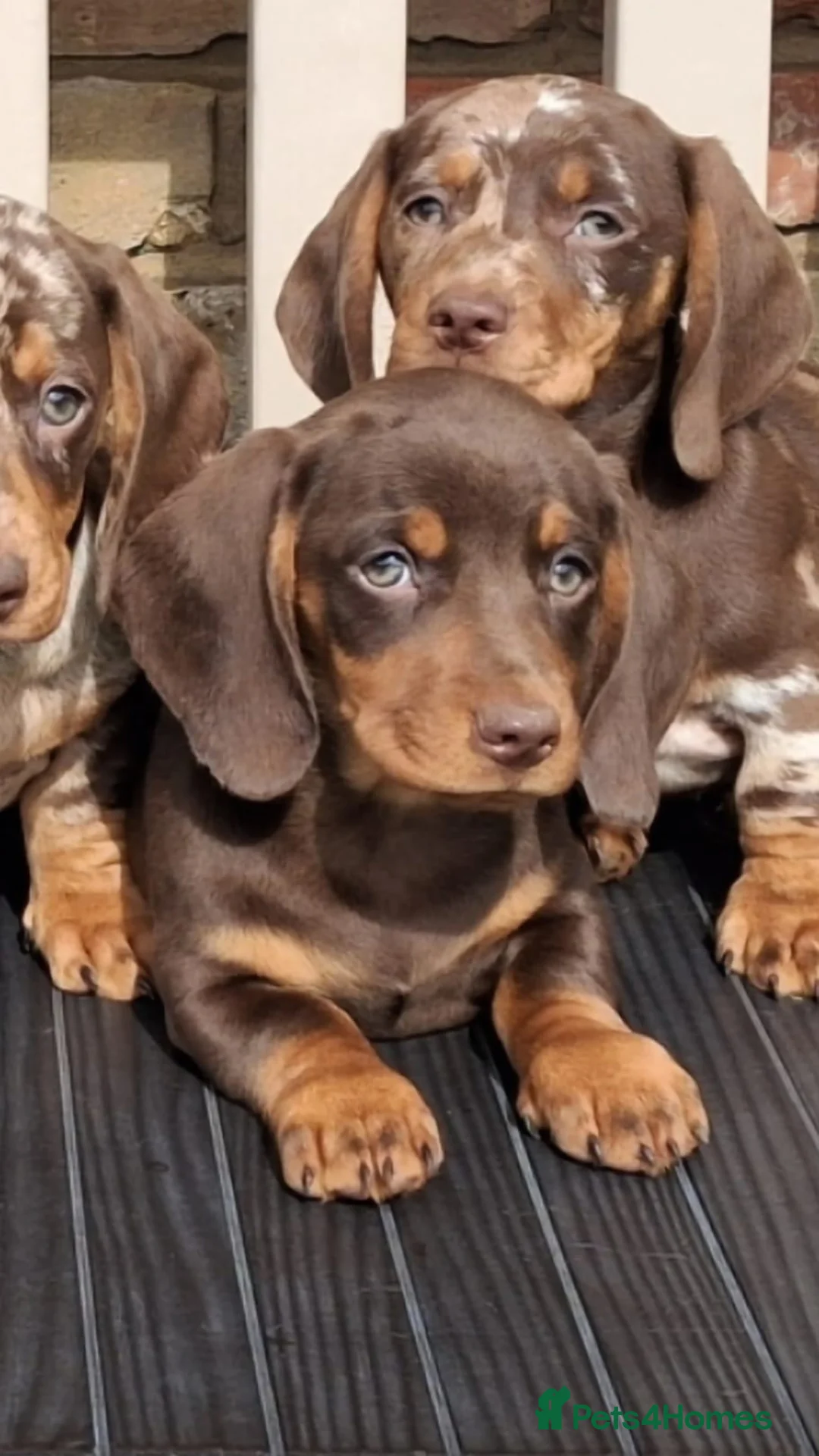 Miniature Dachshund dogs for sale: Miniature dachshunds - Advert 1