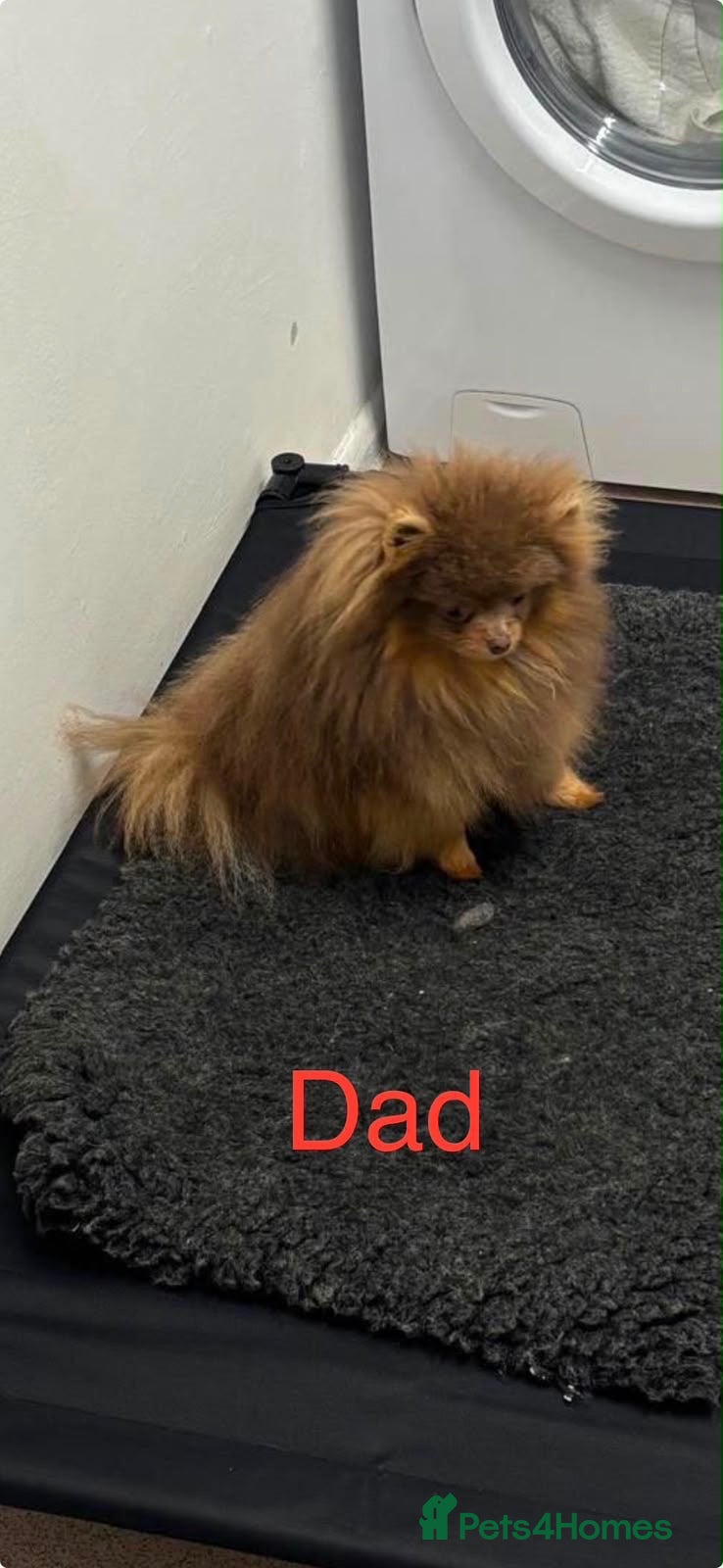 Pomeranian dogs  STUNNING POMERANIAN PUPPIES - Advert 2