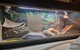 Bearded Dragon reptiles for sale: Female Bearded Dragon with Vivarium - Image 8