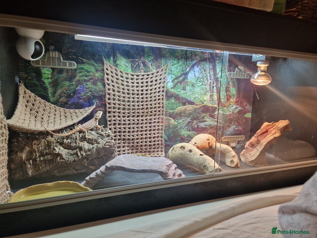 Bearded Dragon reptiles for sale: Female Bearded Dragon with Vivarium - Image 8