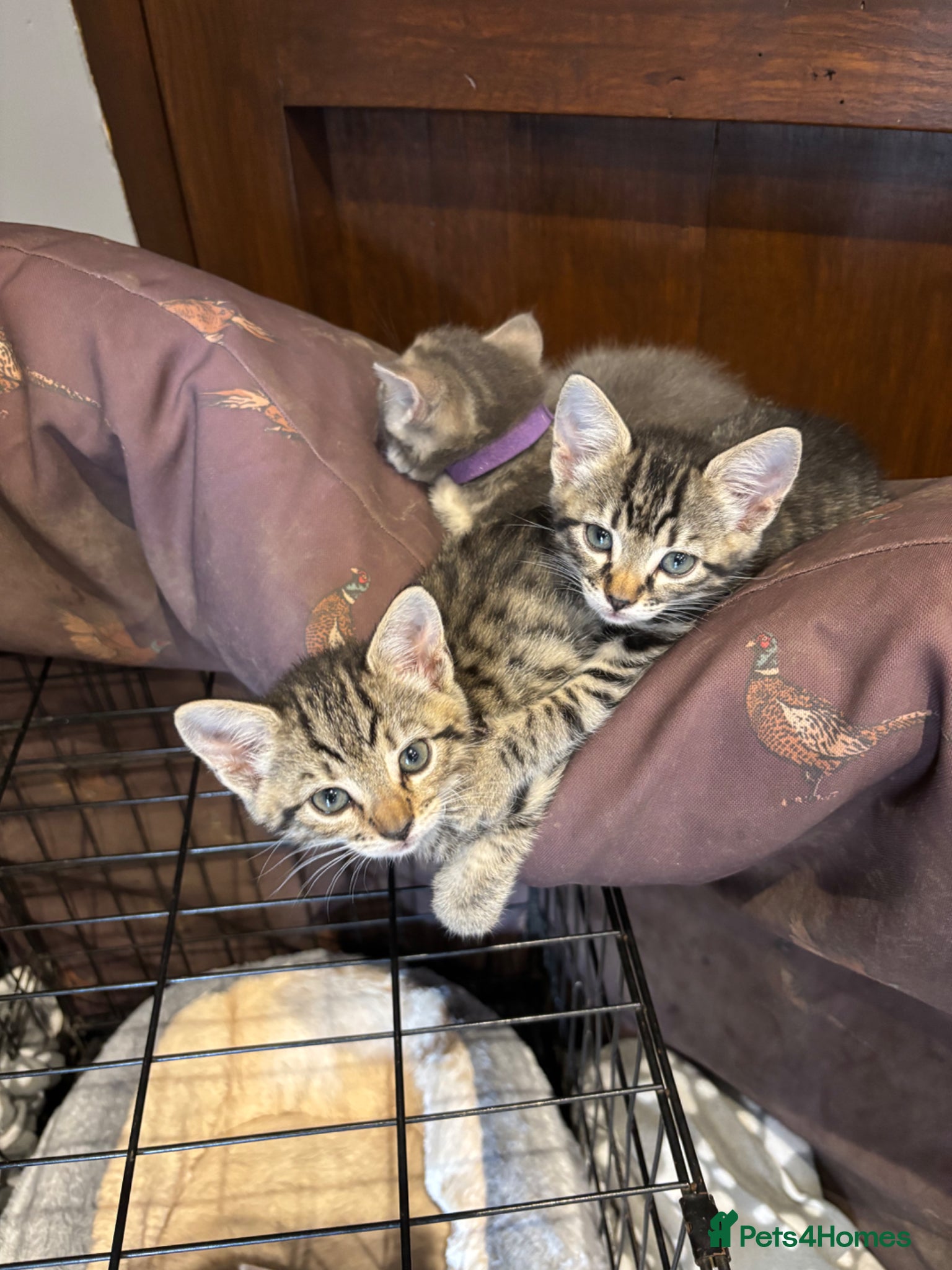 Mixed Breed cats for sale: Gorgeous Kittens Looking for 5* Forever Homes  - Advert 8