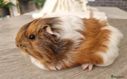Guinea Pig rodents for sale: Guinea pigs for sale £25 each  - Image 4