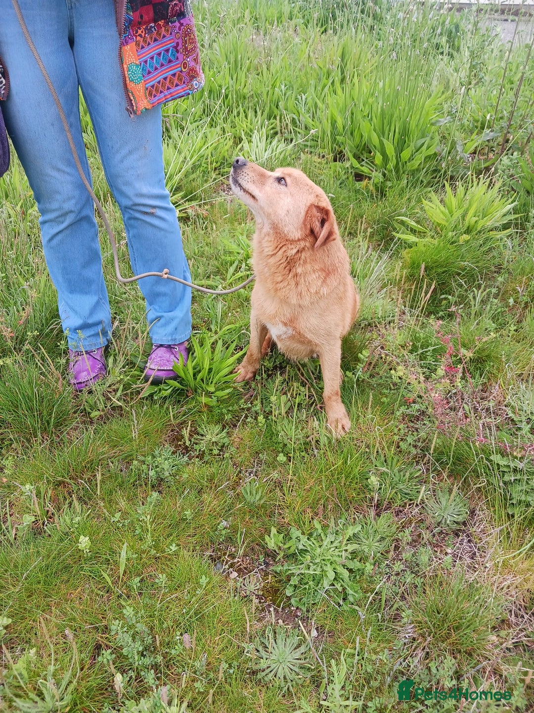 Mixed Breed dogs for adoption: Max   - Image 3