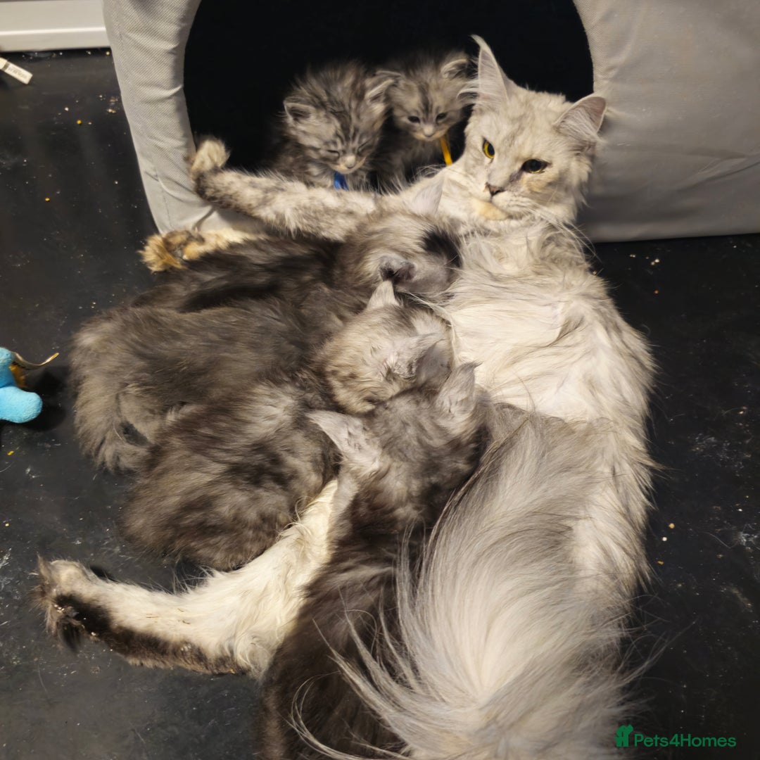 Maine Coon cats for sale: Tica kittens and retired queen available - Advert 2