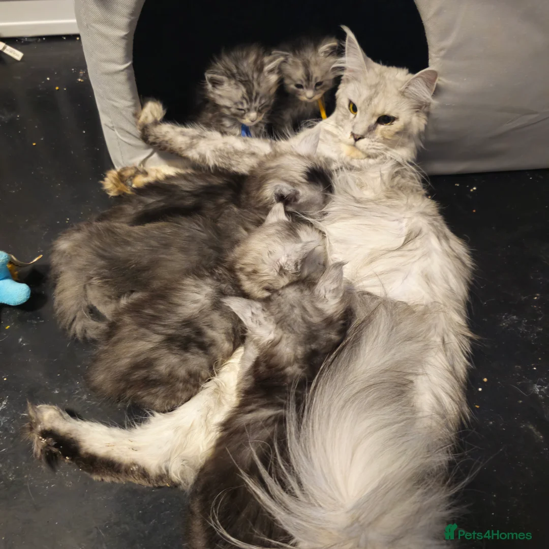 Maine Coon cats for sale: Tica reg kittens- neutered. 3 left Ready soon - Advert 12