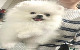 Pomeranian dogs for sale: Korean–Russian Exclusive Teddy Bear Pomeranian ✨🐻 - Advert 14