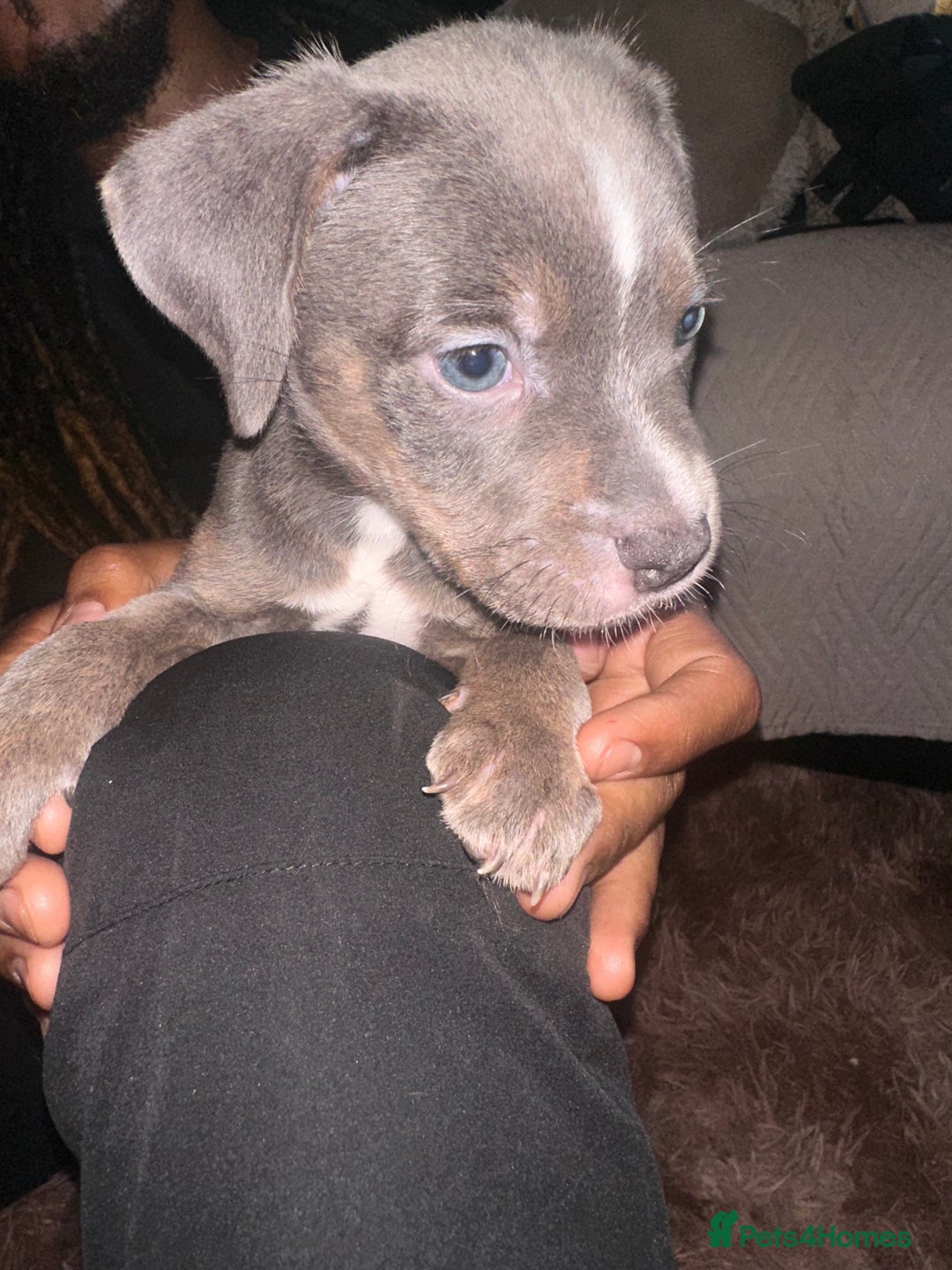 Mixed Breed dogs for sale: Mixed breed for cheap  - Image 18