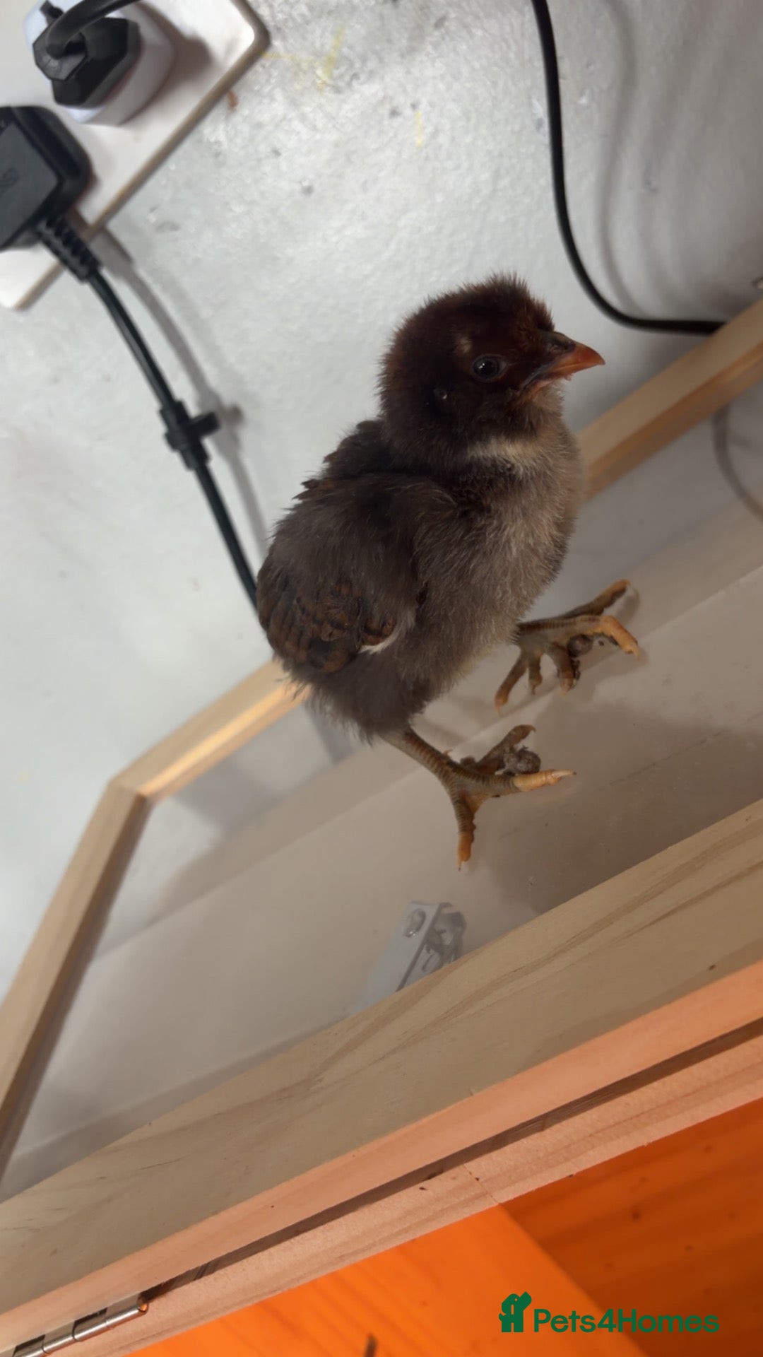 Chickens poultry Polish cross Plymouth rocks for sale  - Advert 2