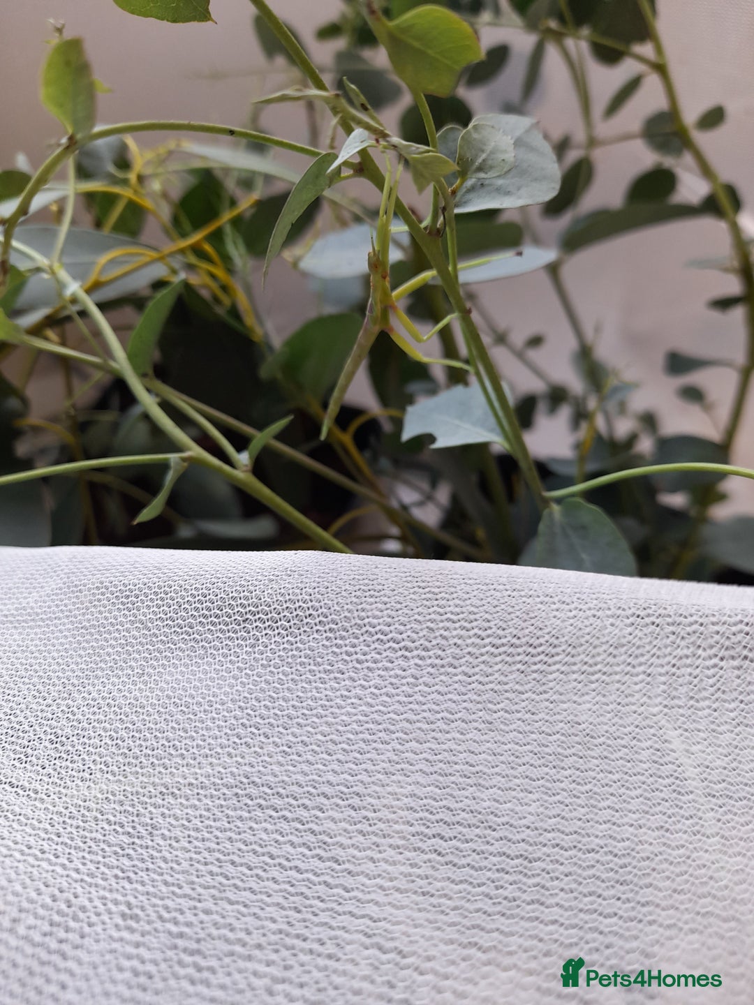 Stick Insects invertebrates for sale: Pink winged stick insect  - Advert 5