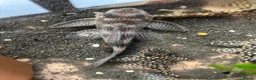 Plecos fish for sale: L136b-c grades. Young to adults.  - Advert 5