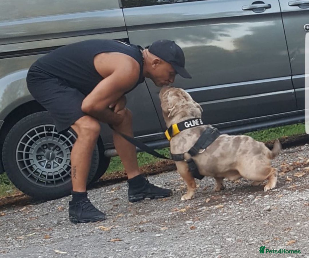 Olde English Bulldogge dogs for sale: Top quality olde English bulldogs - NEBBER REG - Advert 11