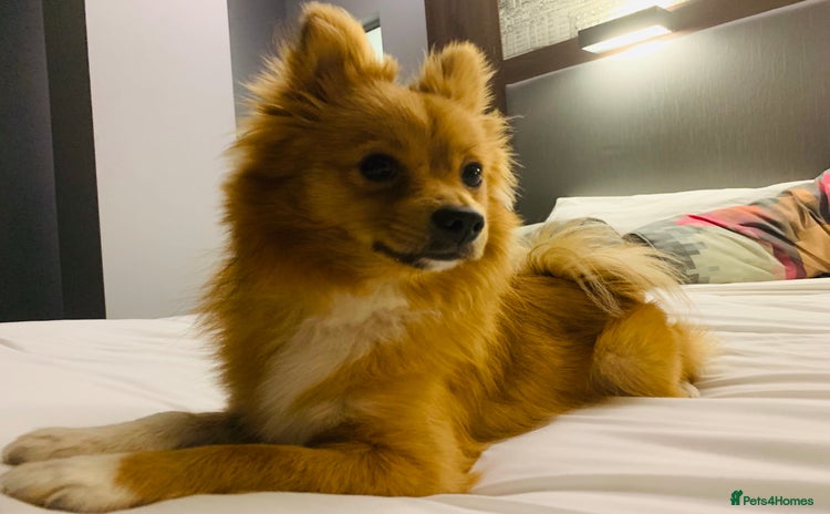 Pomeranian dogs - Advert 8