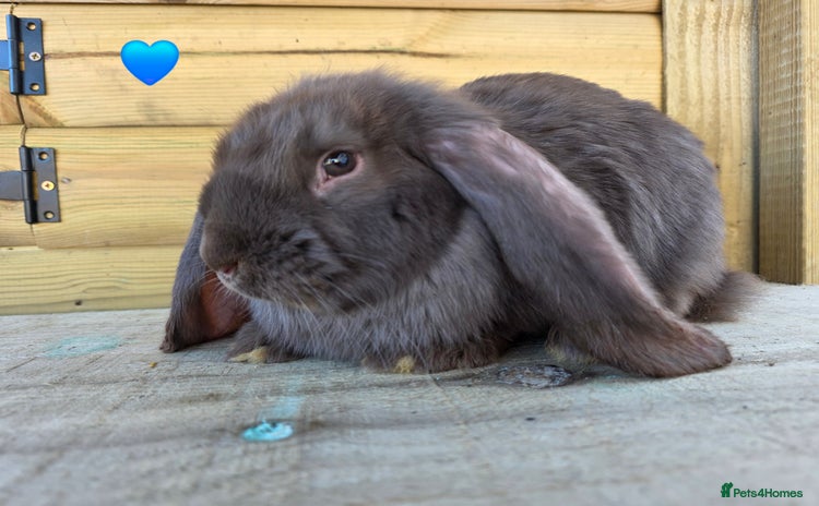 French Lop rabbits French Lops - Advert 1