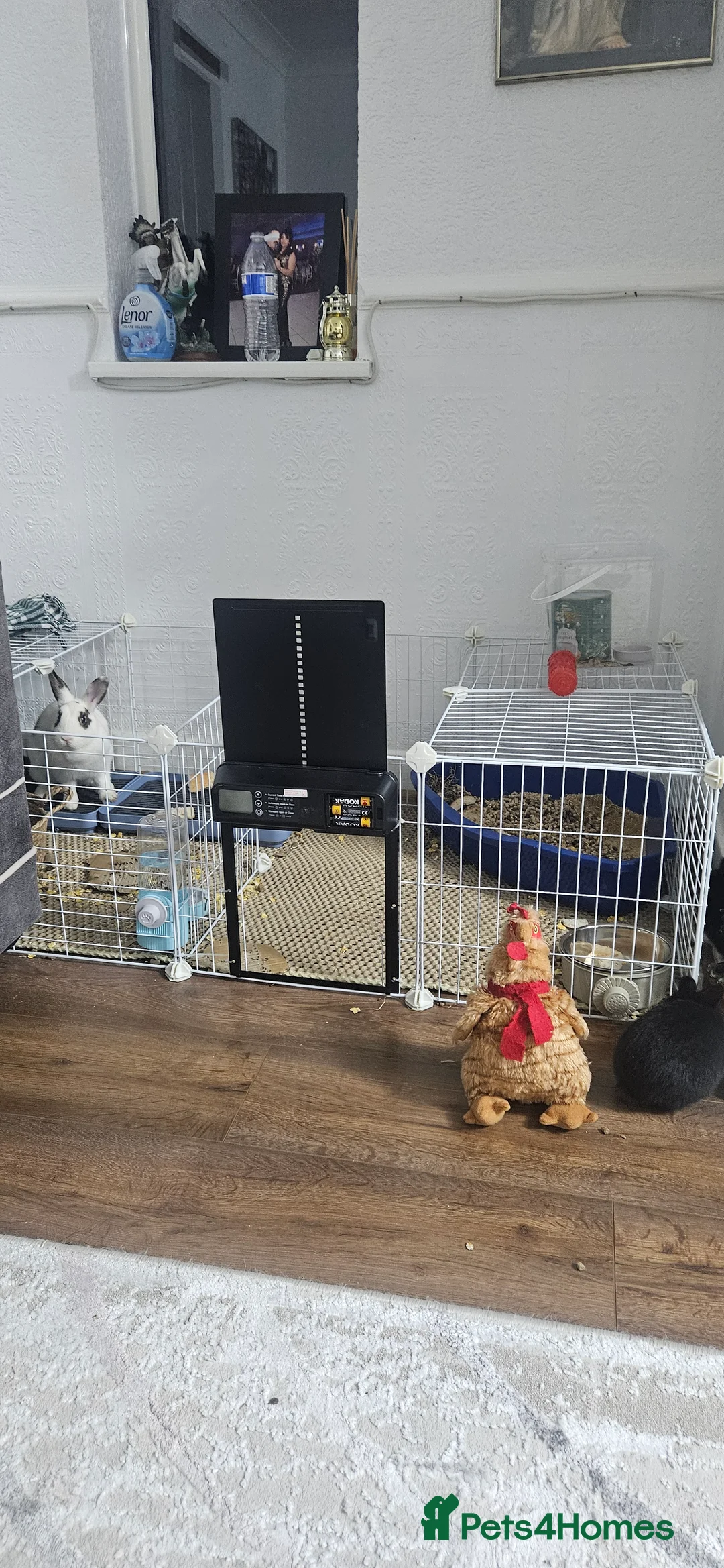 Mixed Breed rabbits for sale: They are 2 weeks old .Dutch and Rex rabbits  - Advert 5
