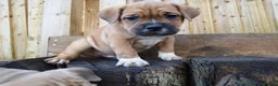 Mixed Breed dogs for sale: Olde english bulldogge x cane corso puppies  - Advert 8