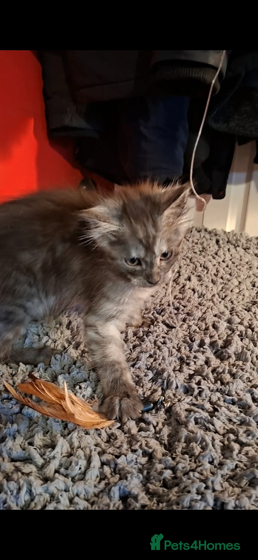 Maine Coon cats for sale: Pedigree Maine Coon kitten - Advert 3