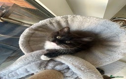 Mixed Breed cats for sale: Bengal x Ragdoll x Tabby kittens ready to go💕 - Image 2