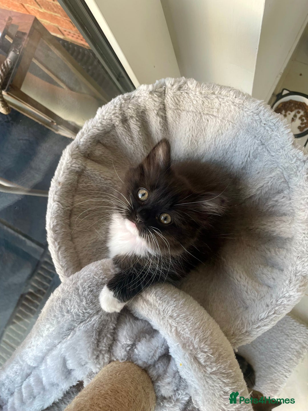 Mixed Breed cats for sale: Bengal x Ragdoll x Tabby kittens ready to go💕 - Image 2