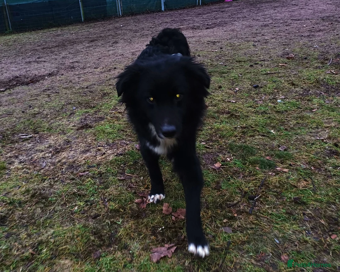 Mixed Breed dogs for adoption: Meet MARK - a very Sweet Boy for a Loving Home - Advert 9