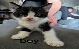 Mixed Breed cats for sale: Kittens for sale  - Image 8