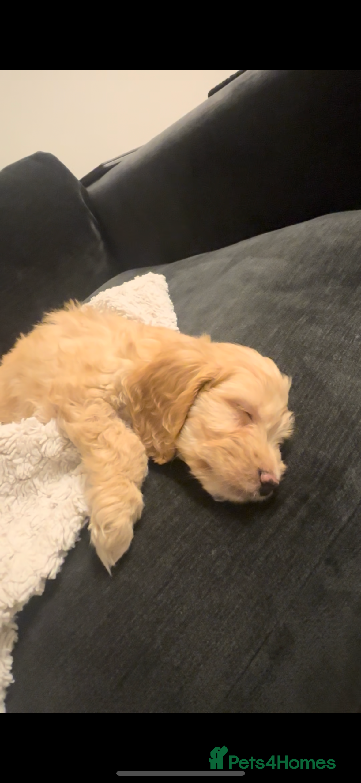 Cockapoo dogs F1 Golden Cockapoo  - Advert 1