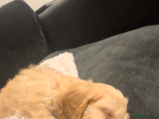 Cockapoo dogs F1 Golden Cockapoo - Advert 9