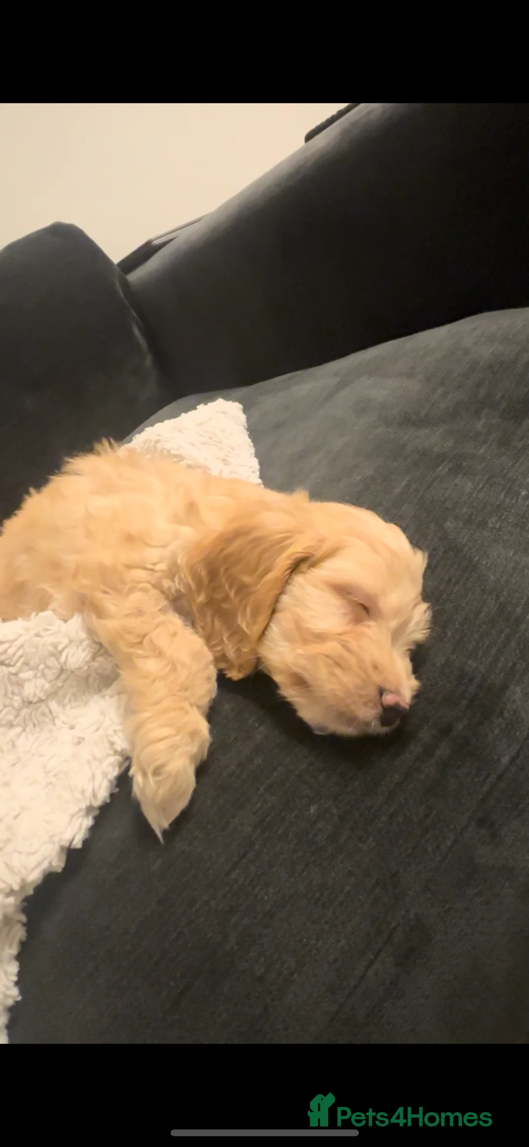 Cockapoo dogs for sale: F1 Golden Cockapoo  - Advert 1