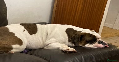 Olde English Bulldogge dogs Old English bulldog puppies GENERATIONAL - Advert 12