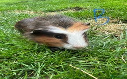 Guinea Pig rodents for sale: Female and male guinea pigs for sale  - Image 11