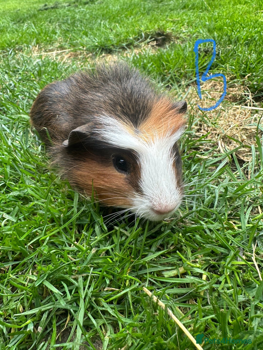 Guinea Pig rodents for sale: Female and male guinea pigs for sale  - Image 11