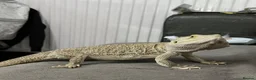 Bearded Dragon reptiles for sale: Bearded dragon with vivarium and full setup  in Manchester - Advert 3